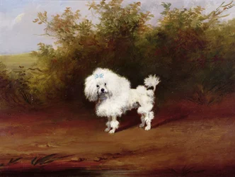 Un caniche jouet dans un paysage